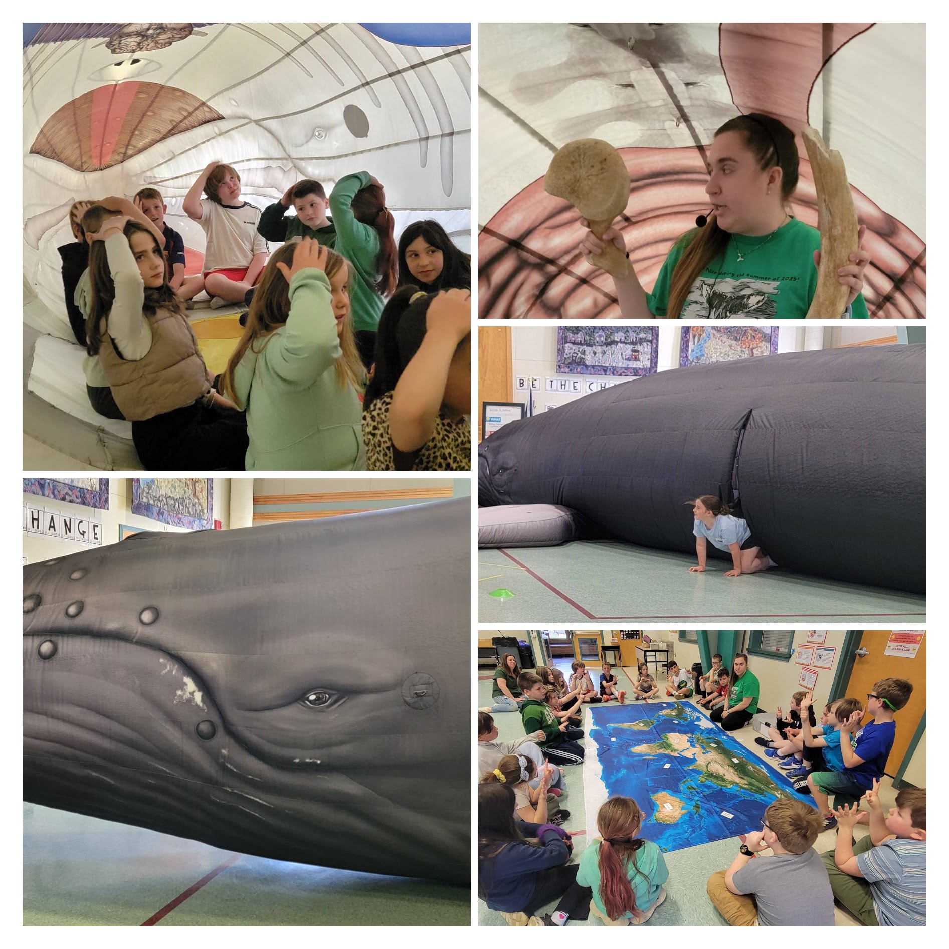 student exploring a humpback whale